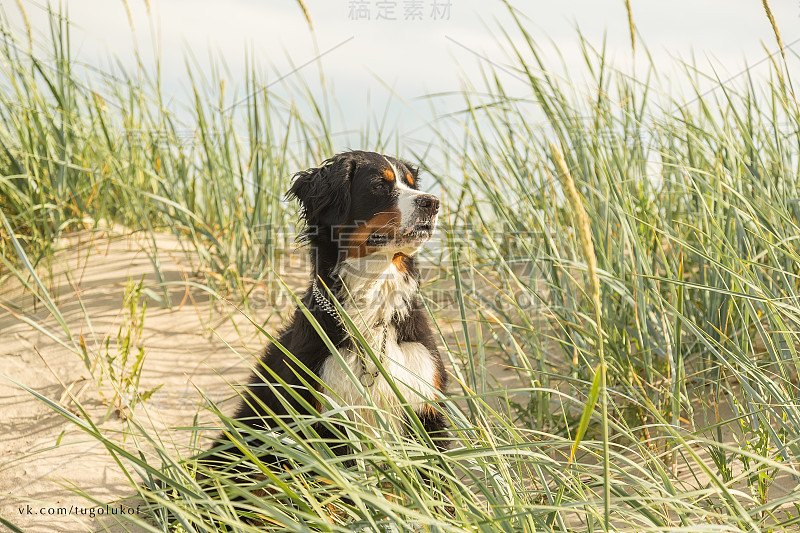 伯尔尼兹山犬