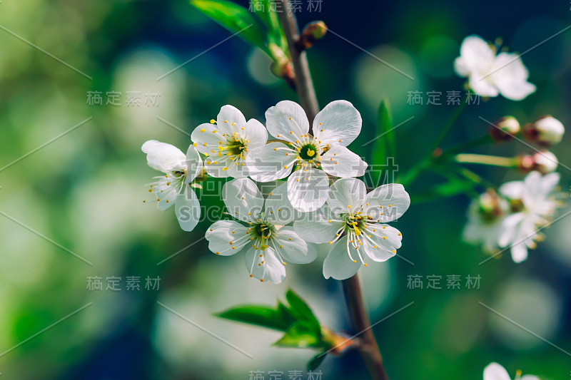 开花的树，有白苹果或樱桃花