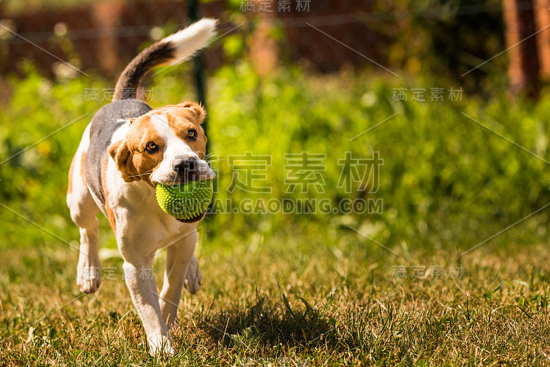 小猎犬跑