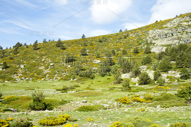 美丽的夏季景观，草原和森林