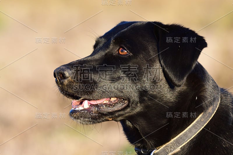 黑色拉布拉多犬的头部