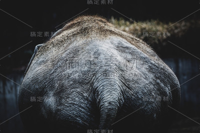 大象的