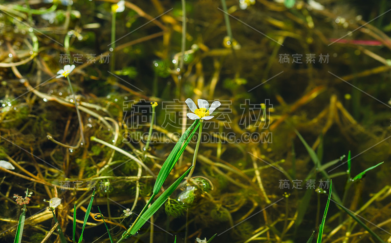 土耳其黑海省克孜利尔马克三角洲湿地