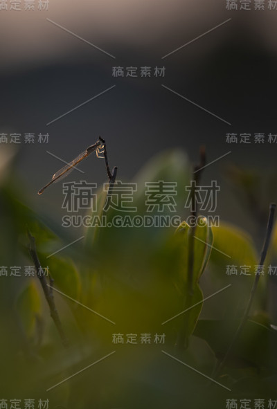 蜻蜓