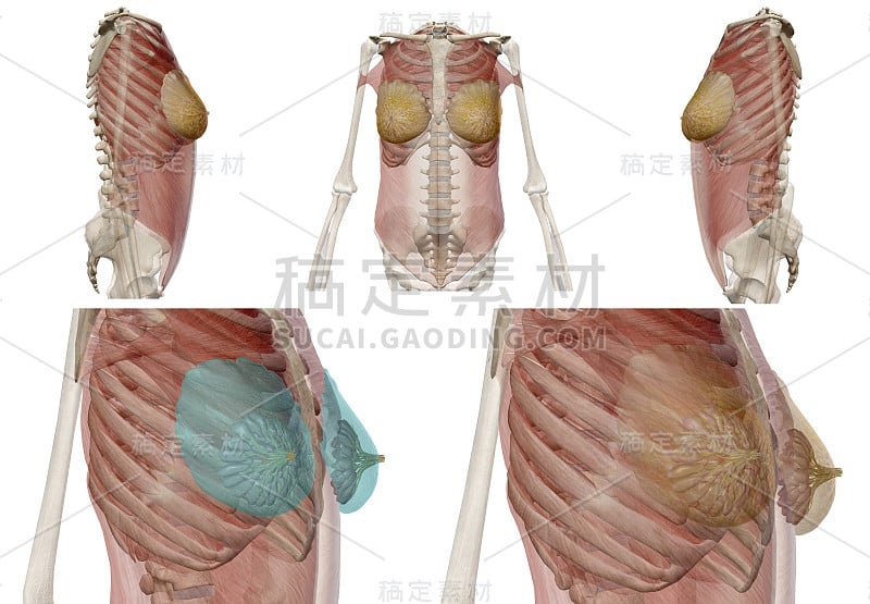 人体解剖学、骨骼和器官。3d渲染，癌症，疼痛和传染病。病毒爆发