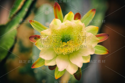 皇后的夜景正面