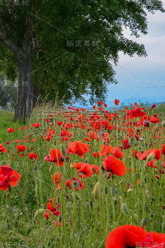 田野的红色罂粟花(Papaver rhoeas)近。这种植物也被称为玉米玫瑰，普通，玉米，田，佛兰德