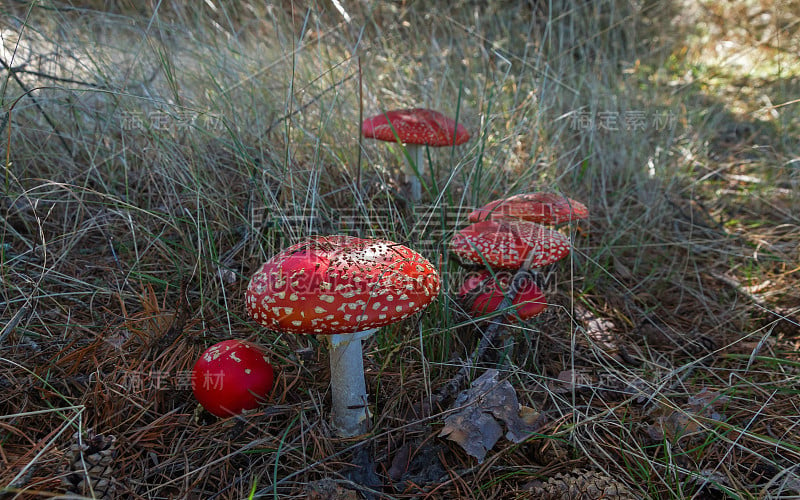 Mushroom Amanita Muscaria - Setas Amanita Muscaria