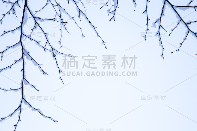 分支与雪