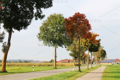 秋天的林荫大道，秋天的落叶，乡村大街，阿尔高，拜仁