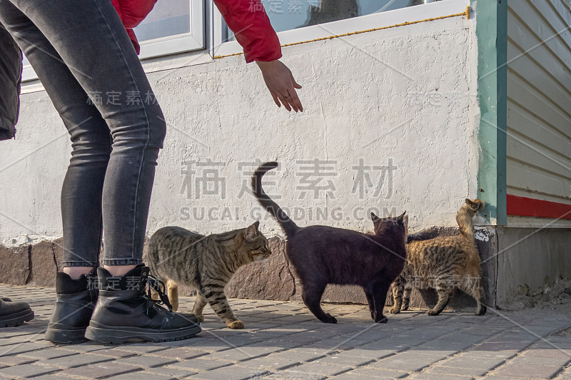 无家可归的猫在海边的人们中间。家里的猫。