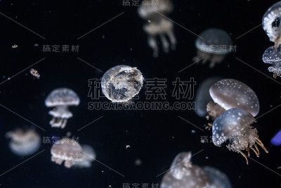 斑点礁湖水母近距离。