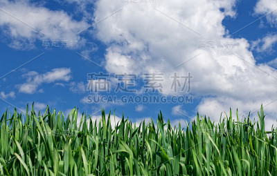 作物种植