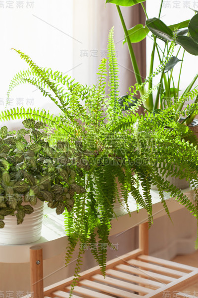 室内植物fittonia，肾扁虱和怪物在白色花盆的窗户