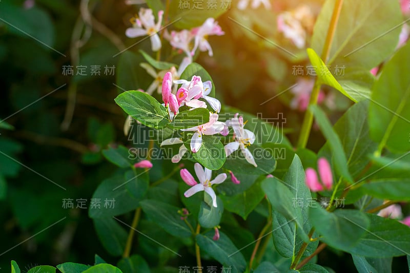 明亮的白色和粉红色装饰日本金银花(忍冬)花盛开在春天的花园与绿色的叶子背景