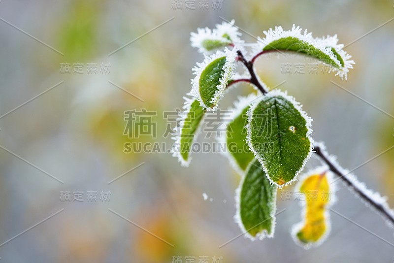 冬天有白霜的冰冻植物