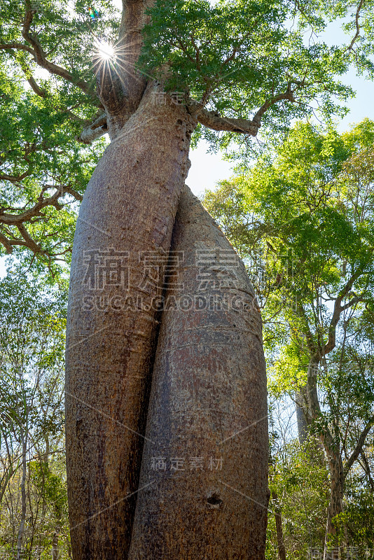 非洲马达加斯加旅行拍摄猴面包树