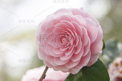 山茶花花