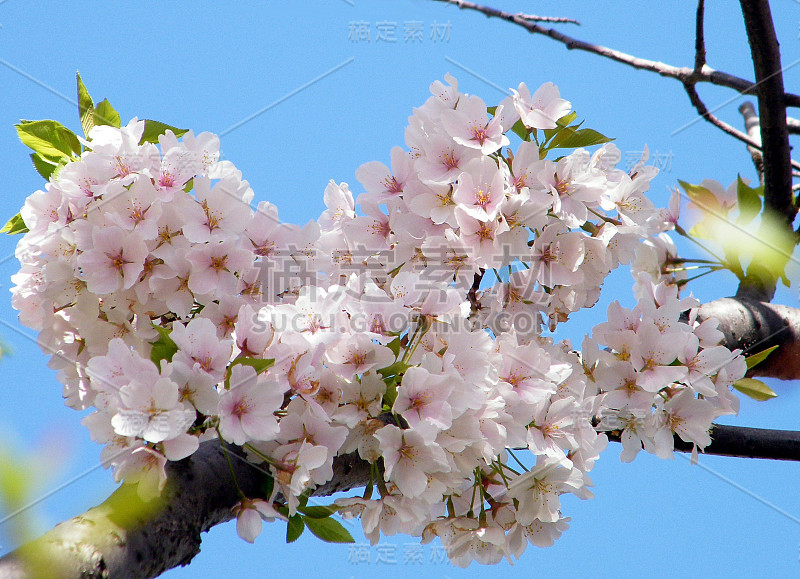 2010年华盛顿粉色樱花盛开