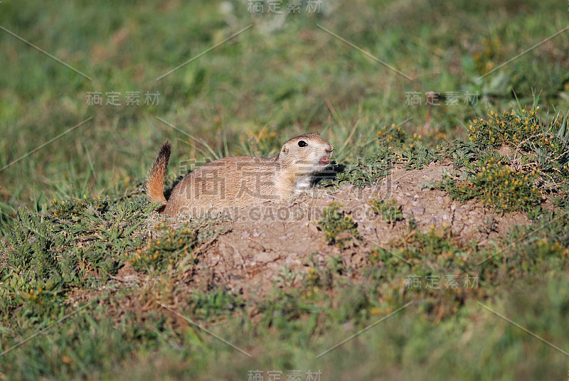 草原犬鼠鸣声警告