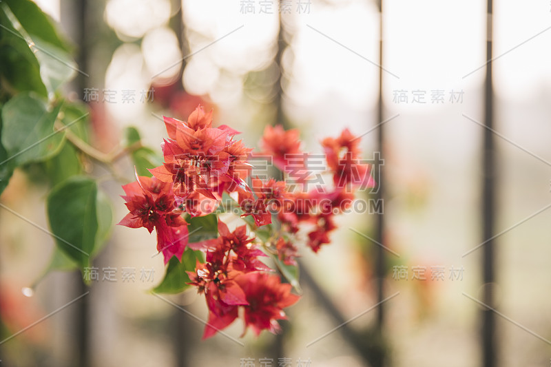 美丽鲜红的花朵