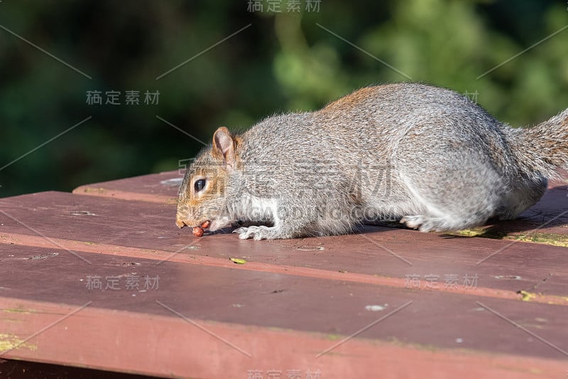 灰松鼠(美洲灰松鼠)