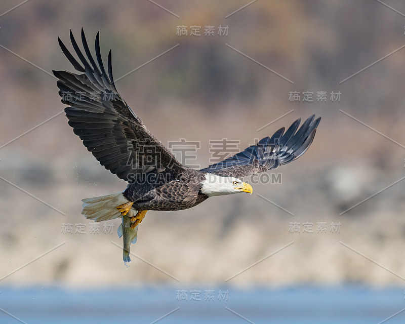 秃鹰与捕获的鱼飞在离焦的秋天颜色背景