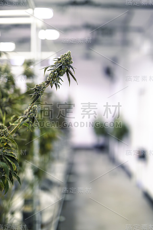 大麻种植操作仓库走廊背景