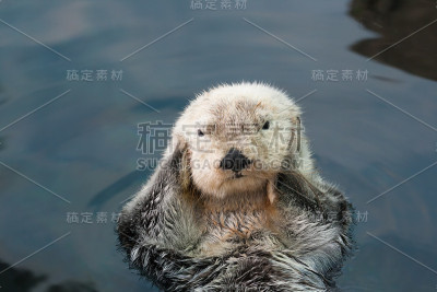 海獭