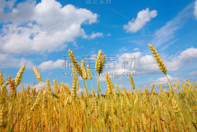 蓝天和小麦