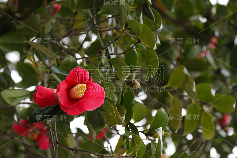 红色的山茶花花