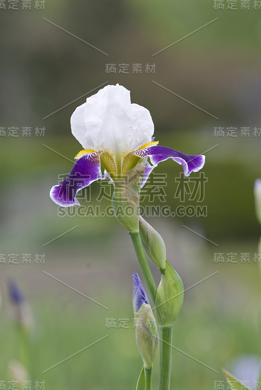 Flower-Iris