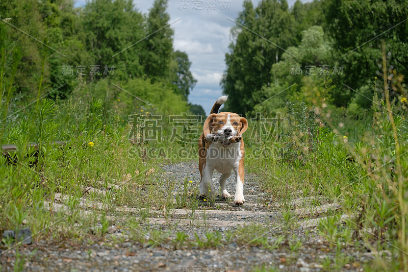 小猎犬在夏天的森林里散步，玩着一根棍子