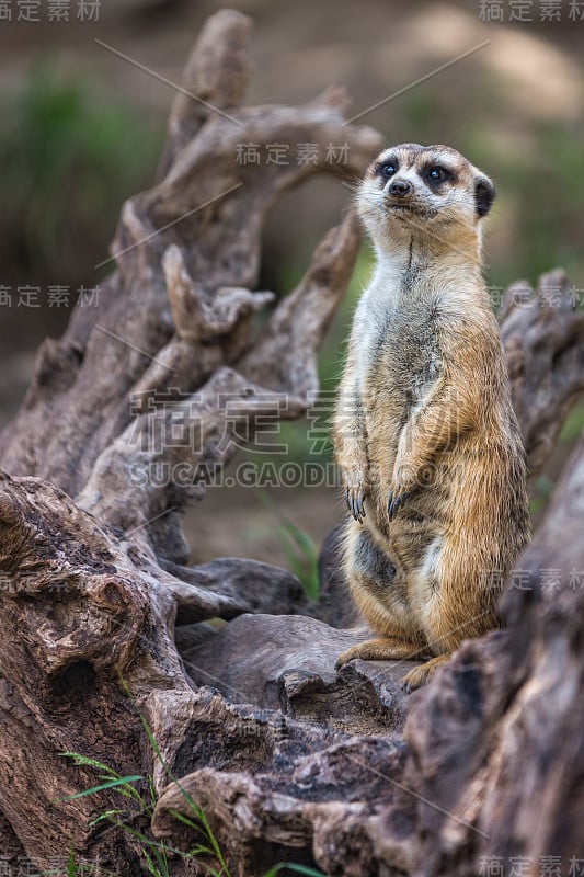 肖像单猫鼬或Suricate站在模糊的背景