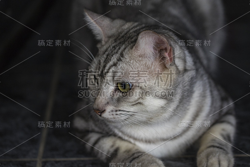 这是一只可爱的猫。宠物的动物。