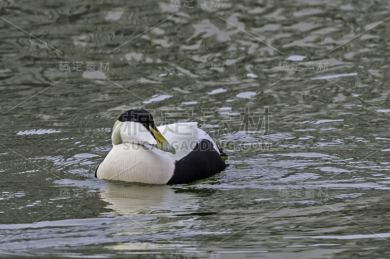 普通eider(发音为/ˈaɪ.dər/) (Somateria mollissima)，也被称为S