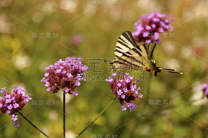 帆船猎鹰