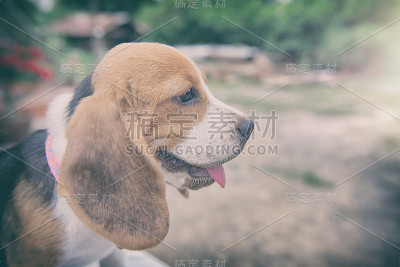 小猎犬号