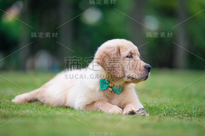 可爱的金毛寻回犬