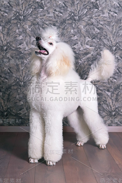 优雅的白色标准贵宾犬(斯堪的纳维亚狮子表演剪辑)站在室内的强化木地板上