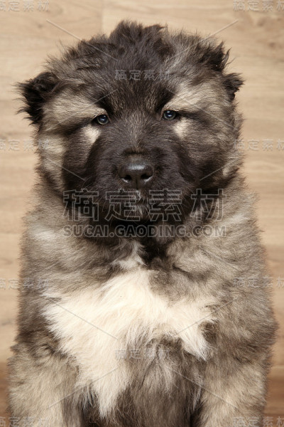 高加索牧羊犬
