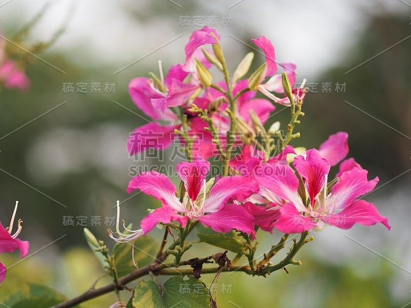 粉红花紫荆花杂色开花植物豆科豆科常见的名称包括兰花树美丽的自然模糊的背景