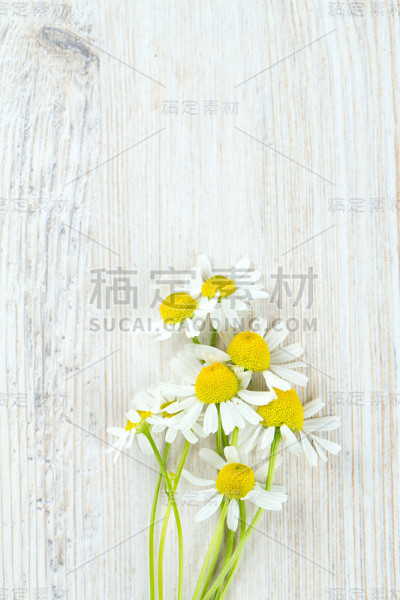 木质表面上的洋甘菊花