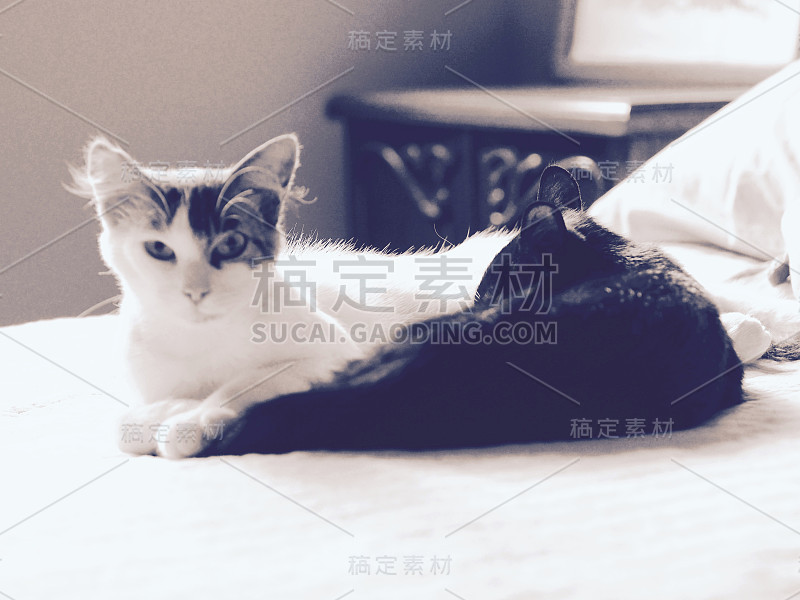 小猫在吮吸妈妈的奶