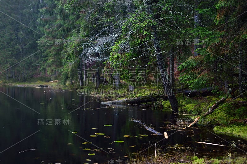 森林湖全景。冷杉和松树，苔藓和蕨类植物特写。多雨的秋天的一天。芬兰