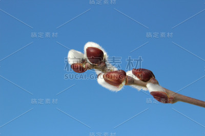 柳柔荑花序
