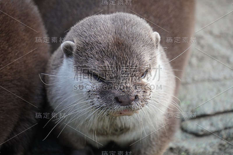 亚洲小爪水獭