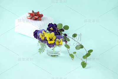 礼物和Viola(花)