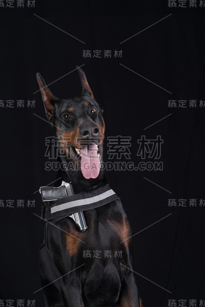 带枪的黑色黑手党狗