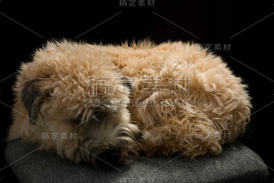 小麦的梗
